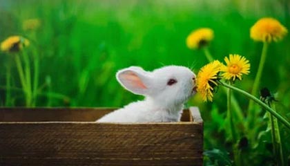 爱游戏在线登录入口-逆转之王：那些令人惊叹的逆转战役，逆转之王小说